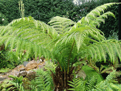 Dicksonia antarctica Tree Fern, Australian treefern Dicksonia antarctica Tree Fern, Australian treefern