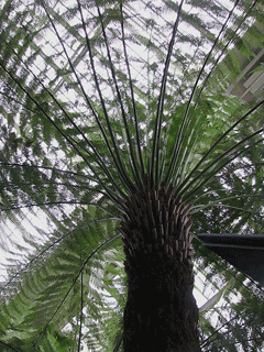 Dicksonia antarctica Tree Fern, Australian treefern Dicksonia antarctica Tree Fern, Australian treefern