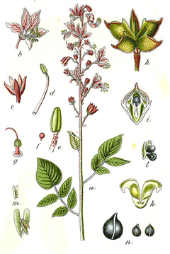 Dictamnus albus Burning Bush, Gasplant, White Dittany, Dictamnus albus Burning Bush, Gasplant, White Dittany,