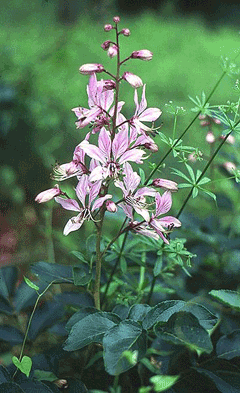 Dictamnus albus Burning Bush, Gasplant, White Dittany, Dictamnus albus Burning Bush, Gasplant, White Dittany,