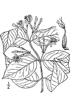 Diervilla lonicera Bush Honeysuckle, Northern bush honeysuckle Diervilla lonicera Bush Honeysuckle, Northern bush honeysuckle