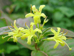 Diervilla lonicera Bush Honeysuckle, Northern bush honeysuckle Diervilla lonicera Bush Honeysuckle, Northern bush honeysuckle