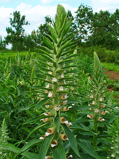 Digitalis lanata Grecian Foxglove Digitalis lanata Grecian Foxglove