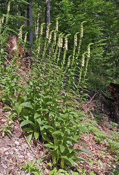 Digitalis lutea Yellow Foxglove, Straw foxglove Digitalis lutea Yellow Foxglove, Straw foxglove