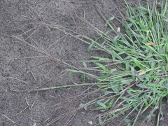 Panicum Crab Grass, Hairy crabgrass