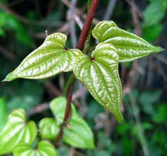 Dioscorea batatas Chinese Yam