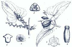 Dioscorea batatas Chinese Yam
