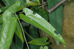 Dioscorea japonica Glutinous Yam, Japanese yam
