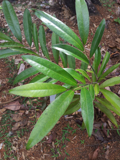 Diospyros tessellaria Black ebony, Mauritian ebony Diospyros tessellaria Black ebony, Mauritian ebony