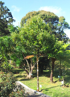Diospyros tessellaria Black ebony, Mauritian ebony Diospyros tessellaria Black ebony, Mauritian ebony