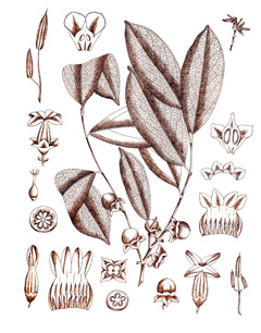 Diospyros ebenum Ebony, Ceylon Ebony, Mauritius Ebony, Ebony Persimmon Diospyros ebenum Ebony, Ceylon Ebony, Mauritius Ebony, Ebony Persimmon