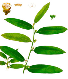 Diospyros malabarica Indian Persimmon, Gaub, Timbiri, Mountain ebony Diospyros malabarica Indian Persimmon, Gaub, Timbiri, Mountain ebony