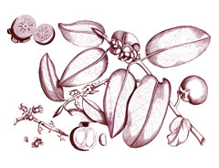 Diospyros malabarica Indian Persimmon, Gaub, Timbiri, Mountain ebony Diospyros malabarica Indian Persimmon, Gaub, Timbiri, Mountain ebony