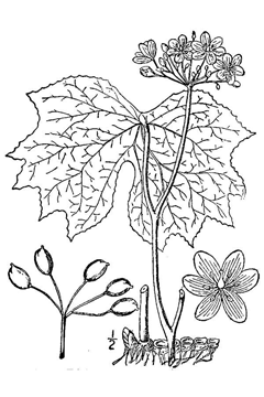Diphylleia Umbrella Leaf, American umbrellaleaf
