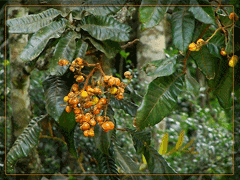 Diploglottis australis Native Tamarind Diploglottis australis Native Tamarind