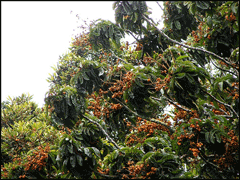 Diploglottis australis Native Tamarind Diploglottis australis Native Tamarind