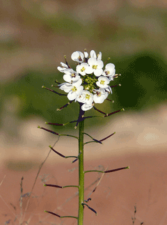 Diplotaxis erucoides White Wall Rocket Diplotaxis erucoides White Wall Rocket