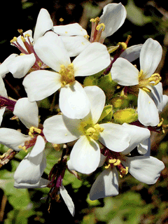 Diplotaxis erucoides White Wall Rocket Diplotaxis erucoides White Wall Rocket