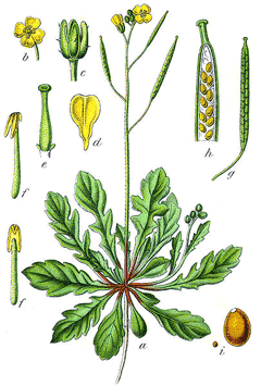 Diplotaxis muralis Wall Rocket, Annual wallrocket Diplotaxis muralis Wall Rocket, Annual wallrocket