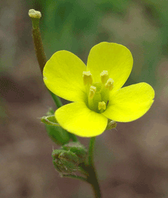 Diplotaxis muralis Wall Rocket, Annual wallrocket Diplotaxis muralis Wall Rocket, Annual wallrocket