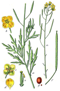 Diplotaxis tenuifolia Perennial Wall Rocket Diplotaxis tenuifolia Perennial Wall Rocket