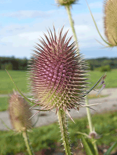 Dipsacus fullonum Teasel, Fuller Dipsacus fullonum Teasel, Fuller