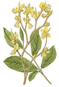 Dirca palustris Leather Wood, Eastern leatherwood Dirca palustris Leather Wood, Eastern leatherwood