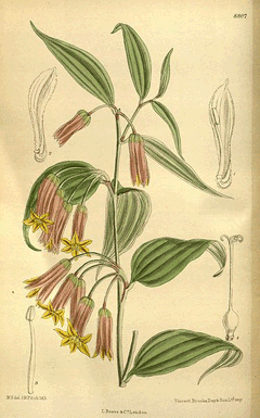 Disporum cantoniense Disporum cantoniense