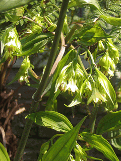 Disporum cantoniense Disporum cantoniense