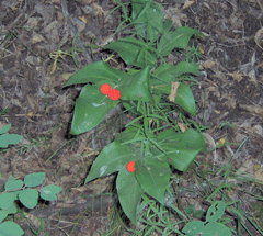 Disporum trachycarpum Fairybells Disporum trachycarpum Fairybells