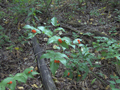 Disporum trachycarpum Fairybells Disporum trachycarpum Fairybells