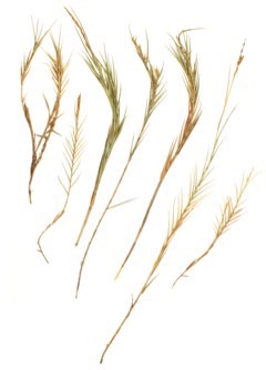 Distichlis palmeri Nipa. Palmer saltgrass, NyPa Wild Wheat Distichlis palmeri Nipa. Palmer saltgrass, NyPa Wild Wheat