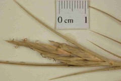 Distichlis palmeri Nipa. Palmer saltgrass, NyPa Wild Wheat Distichlis palmeri Nipa. Palmer saltgrass, NyPa Wild Wheat