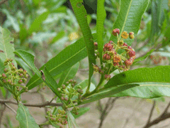 Dodonaea viscosa Native Hops, Florida hopbush, Hopseed Bush, Varnish Leaf, Hopbush, Narrow-leaf hopbush, Wedge-leaf h