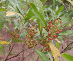 Dodonaea Native Hops, Florida hopbush, Hopseed Bush, Varnish Leaf, Hopbush, Narrow-leaf hopbush, Wedge-leaf h