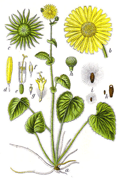 Doronicum pardalianches Great Leopard Doronicum pardalianches Great Leopard
