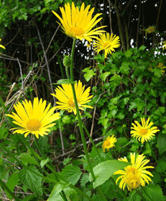 Doronicum pardalianches Great Leopard Doronicum pardalianches Great Leopard