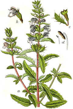 Dracocephalum moldavica Moldavian Balm, Moldavian dragonhead Dracocephalum moldavica Moldavian Balm, Moldavian dragonhead