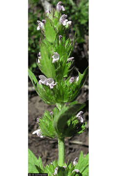 Dracocephalum parviflorum American Dragonhead Dracocephalum parviflorum American Dragonhead