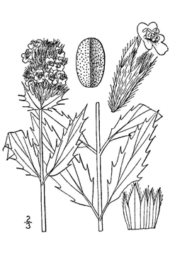 Dracocephalum parviflorum American Dragonhead Dracocephalum parviflorum American Dragonhead