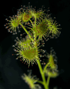 Drosera peltata Sundew Drosera peltata Sundew