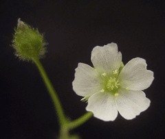 Drosera peltata Sundew Drosera peltata Sundew
