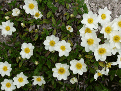 Dryas octopetala Mountain Avens, Eightpetal mountain-avens, Alaskan mountain-avens, Hooker Dryas octopetala Mountain Avens, Eightpetal mountain-avens, Alaskan mountain-avens, Hooker