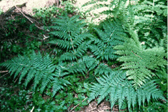 Dryopteris expansa Spiny Wood Fern, Spreading woodfern Dryopteris expansa Spiny Wood Fern, Spreading woodfern