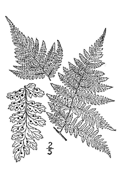 Dryopteris expansa Spiny Wood Fern, Spreading woodfern Dryopteris expansa Spiny Wood Fern, Spreading woodfern