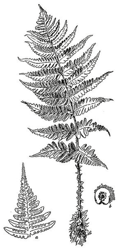 Dryopteris marginalis Marginal Woodfern, Leather Wood Fern Dryopteris marginalis Marginal Woodfern, Leather Wood Fern