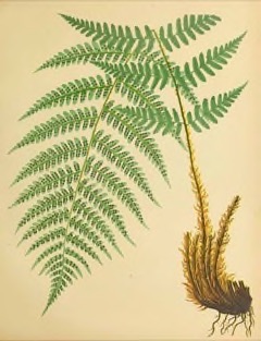 Dryopteris marginalis Marginal Woodfern, Leather Wood Fern Dryopteris marginalis Marginal Woodfern, Leather Wood Fern