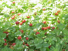 Duchesnea indica Mock Strawberry, Indian strawberry Duchesnea indica Mock Strawberry, Indian strawberry