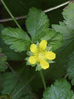 Duchesnea indica Mock Strawberry, Indian strawberry Duchesnea indica Mock Strawberry, Indian strawberry