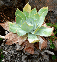 Dudleya pulverulenta Chalk Lettuce Dudleya pulverulenta Chalk Lettuce